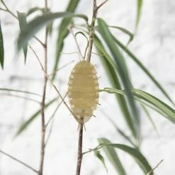 Fundamental.Berlin FLATMATE WOODLOUSE