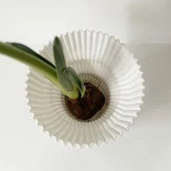 Dowse Hydroponic Plant Grower