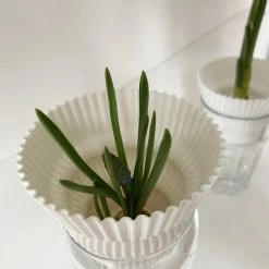 Dowse Hydroponic Plant Grower