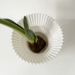 Dowse Hydroponic Plant Grower